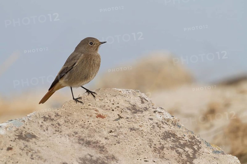 Black Redstart - Hausrotschwanz - Phoenicurus ochruros ssp. gibraltariensis, Germany, adult female