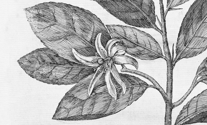 Blossom, Blossoming lemon tree, citrus fruit, copperplate engraving from Giovanni Baptista Ferrari Hesperides, Sive, de Malorum Aureorum Cultura et Usu Libri Quatuor, Rome, 1646