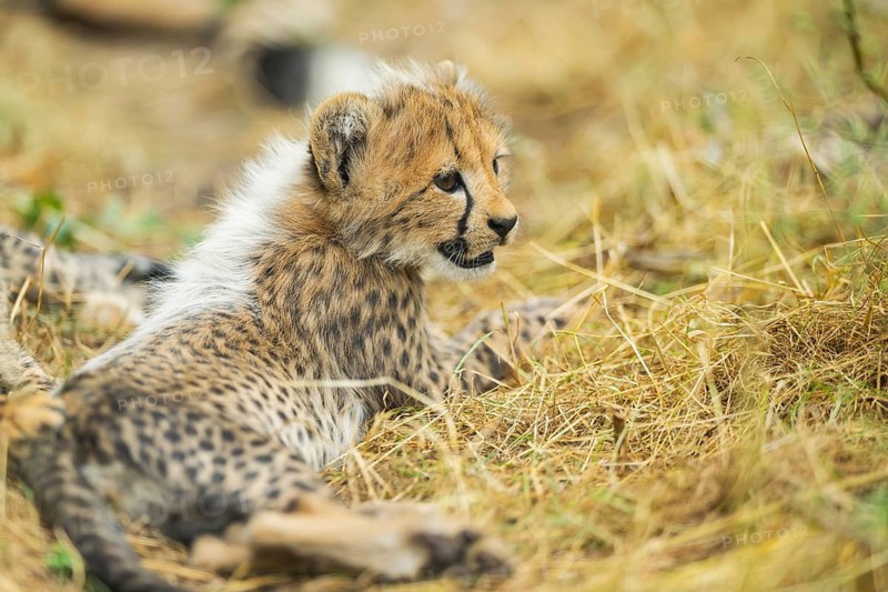 Cheetah (Acinonyx jubatus) youngster lying on a meadow, captive, occurrence Africa
