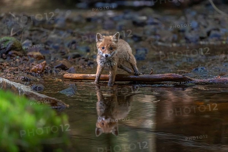 One young red fox, Vulpes vulpes, walking through a shallow forest creek in late light. Searching for food