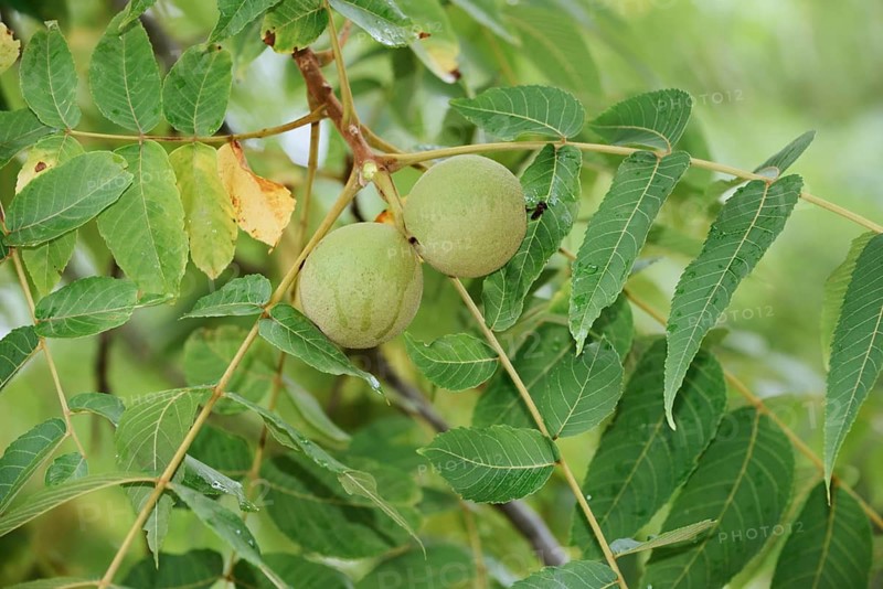 Black walnut tree (Juglans nigra), fruit on the tree, Haut-Rhin, Alsace, Grand Est, France
