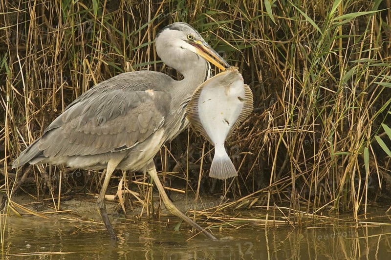 Grey Heron (Ardea cinerea) foraging, Texel, Netherlands