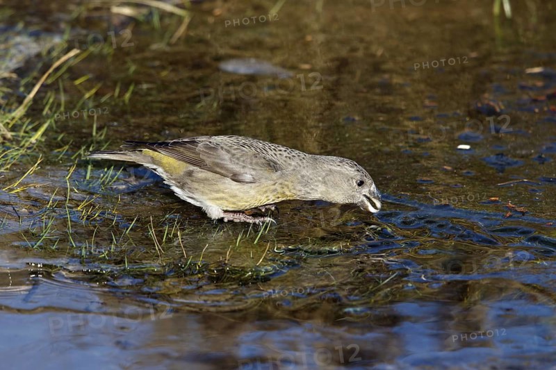 Grote Kruisbek, Parrot Crossbill, Loxia pytyopsittacus
