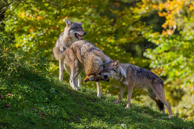 Three eurasian gray wolves (Canis lupus lupus) play on a hill, show some social behaviour. A forest in fall colours in the background