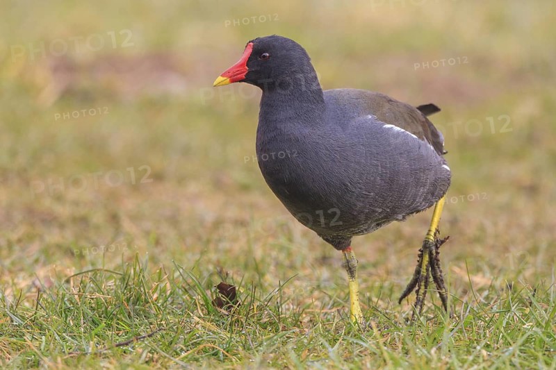 Common Moorhen (Gallinula chloropus) foraging, North Rhine-Westphalia, Germany