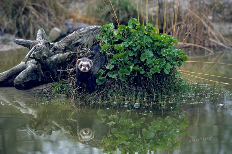Carnivora, polecat, mustela putorius, polecat, predators, mammals, raptors, mammals