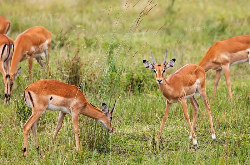Impalas (Aepyceros) in a meadow, Akagera National Park or Kagera National Park, Eastern Province, Rwanda