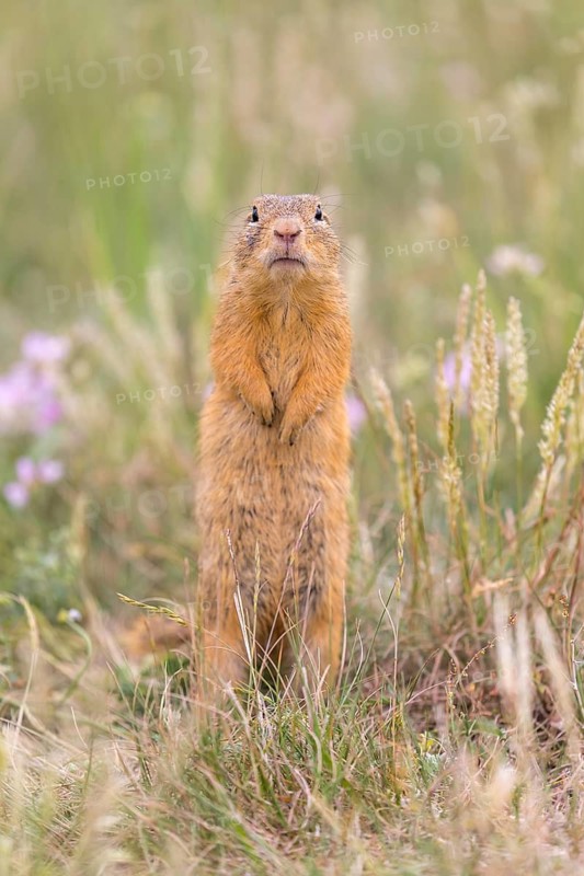 One European ground squirrel (Spermophilus citellus) or European souslik standing in tall grass with some flowers in the background