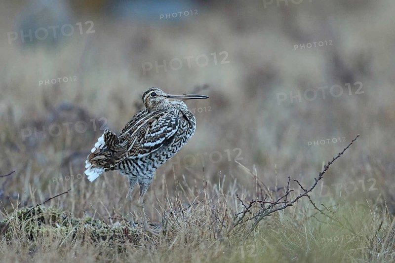 Great Snipe (Gallinago media), Buskerud, Norway