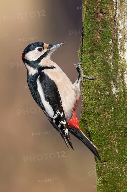Great Spotted Woodpecker (Dendrocopos major) male climbing tree, Poland
