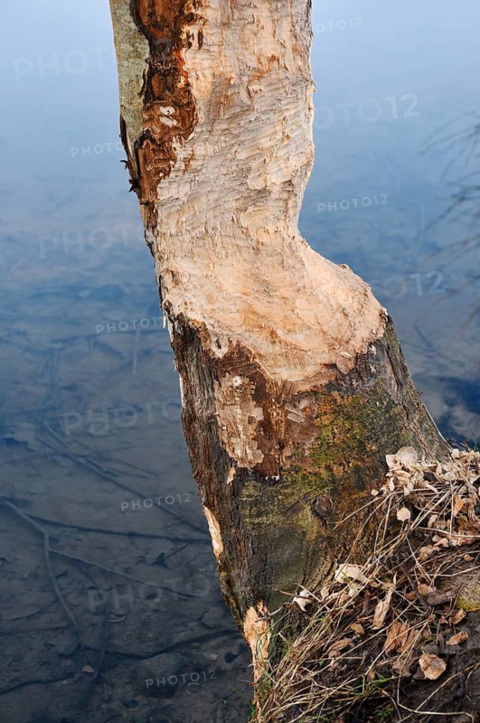 A deciduous tree on the riverbank, gnawed by an European beaver (Castor fiber), North Rhine-Westphalia, Germany