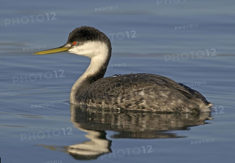 Western Grebe (Aechmophorus occidentalis), British Columbia, Canada