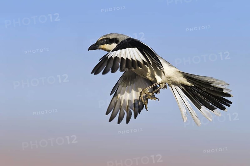 Great Grey Shrike (Lanius excubitor) male flying, Makhtesh Ramon, Israel