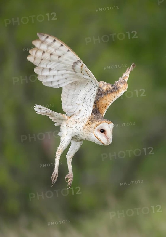 Western Barn Owl (Tyto alba) flying, Texas, USA