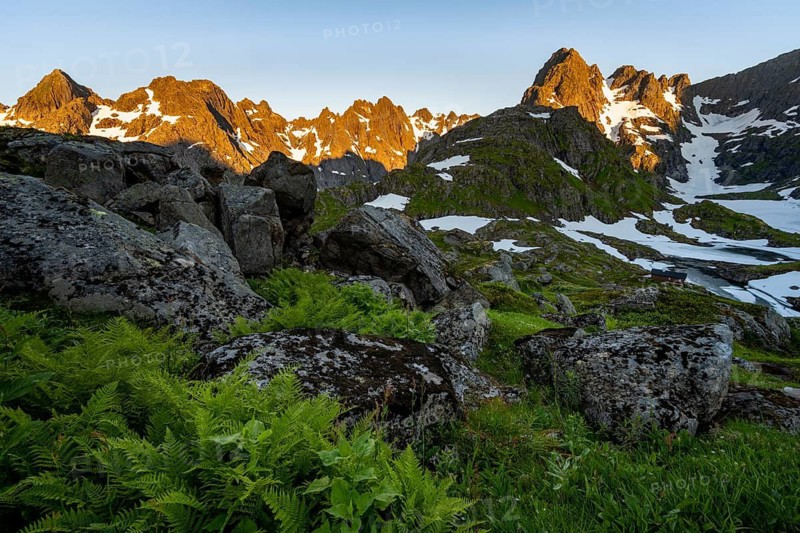 Rocky mountain peaks, landscape with ferns at Trollfjord Hytta, mountain landscape with alpenglow at sunrise, at Trollfjord, Lofoten and Vesterålen, Nordland, Norway