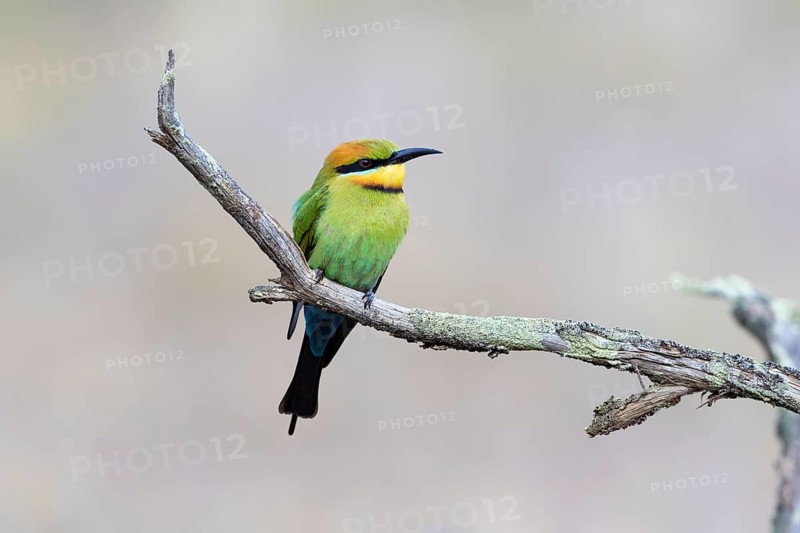 Rainbow Bee-eater (Merops ornatus) female perched on a branch, Victoria, Australia