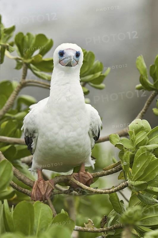 Red-footed Booby (Sula sula), Hawaii, USA