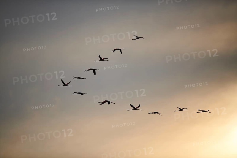 Greater Flamingos (Phoenicopterus roseus), flying in the sky at sunset, Parc Naturel Regional de Camargue, France