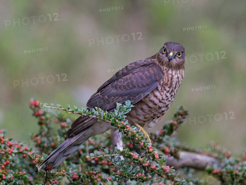Eurasian Sparrowhawk (Accipiter nisus) female, Wales, United Kingdom