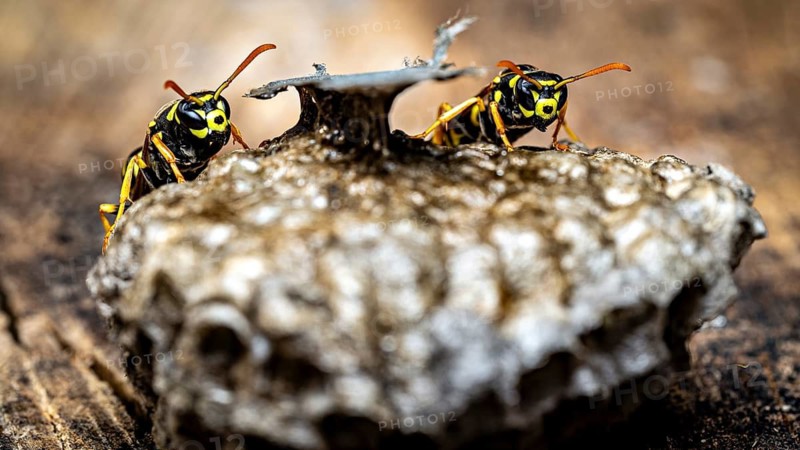 Two wasps are pictured on a nest, shown in a clear close-up. The field wasps on their fallen nest near Herleshausen, Germany (Polistinae)