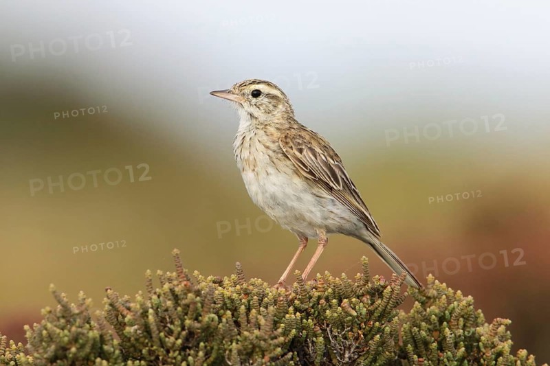 Australian Pipit (Anthus australis) perched on a bush, Victoria, Australia