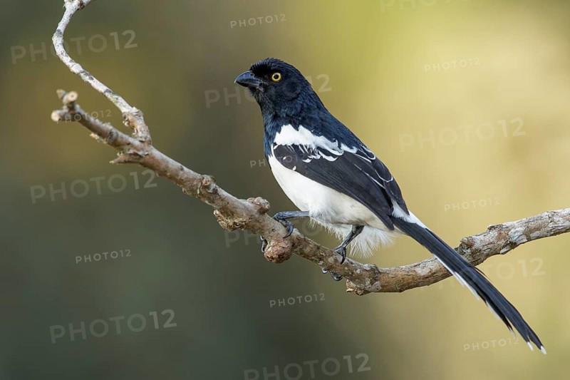 Magpie Tanager (Cissopis leverianus) perched on a branch in the Atlantic Rainforest Region of Brazil