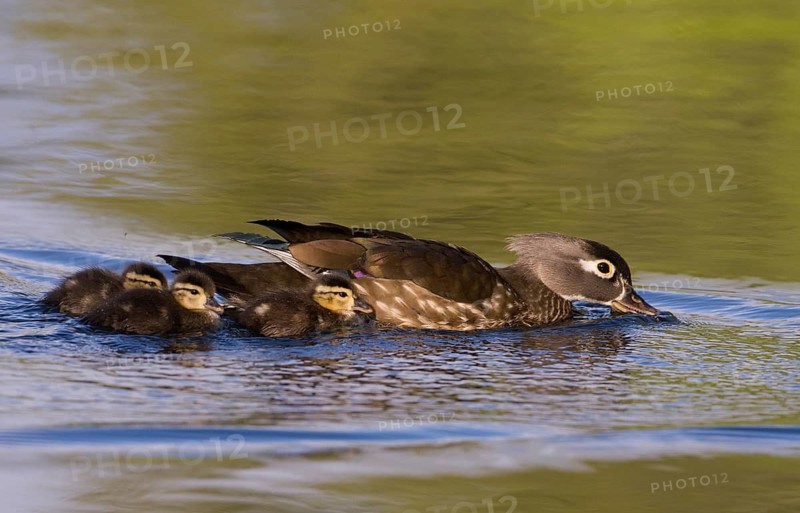 Wood Duck female with chicks - Ft. Steilacoom County Park, Lakewood, WA