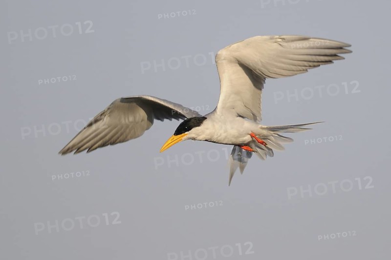 River Tern (Sterna aurantia) flying, India