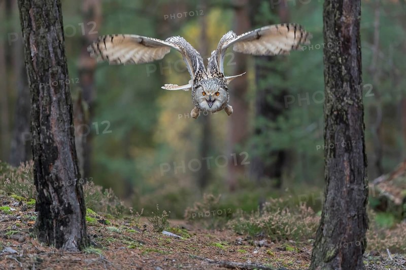 One Siberian Eagle Owl (Bubo bubo sibiricus) flying thru a forest