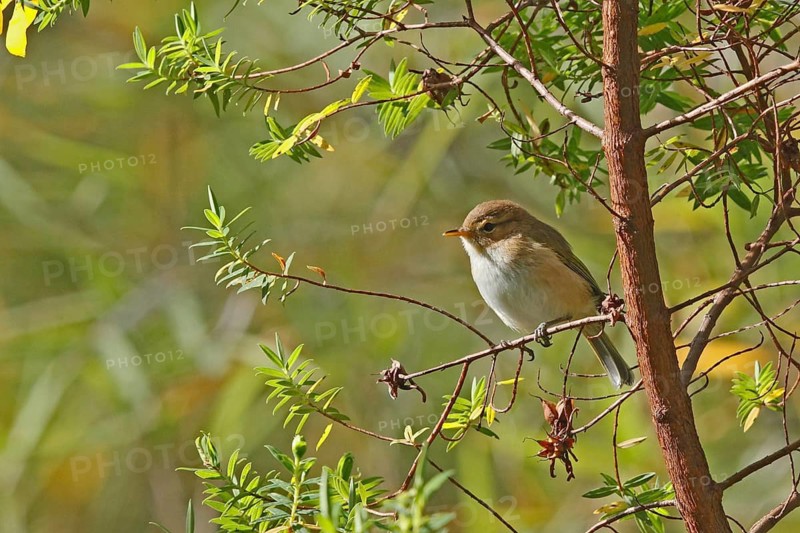 Brown Woodland Warbler (Phylloscopus umbrovirens), Aberdare National Park, Kenya