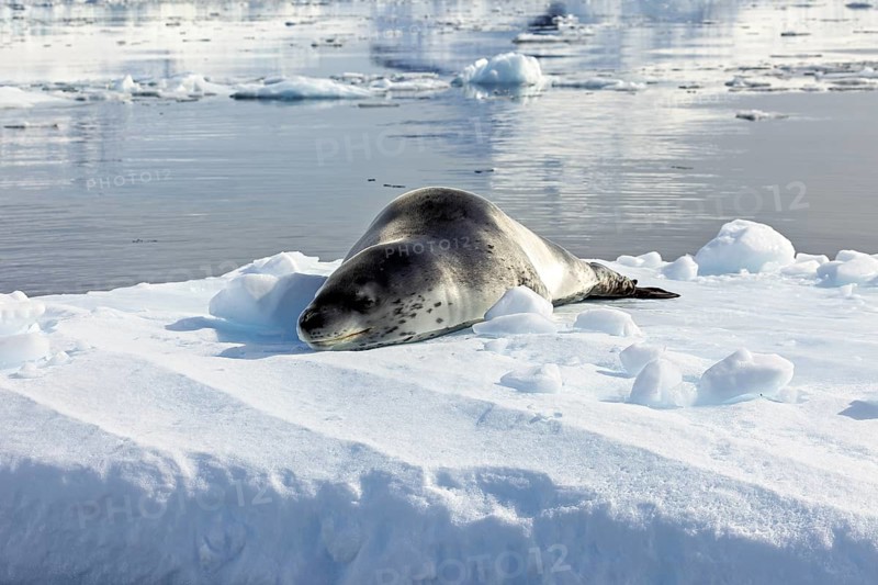 Seal lying relaxed on an ice floe in calm Arctic waters, leopard seal (Hydrurga leptonyx) on an ice floe in the Antarctic