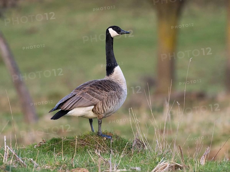 Canada Goose (Branta canadensis), male or gander standing on grassy knoll, on alert, Hesse, Germany