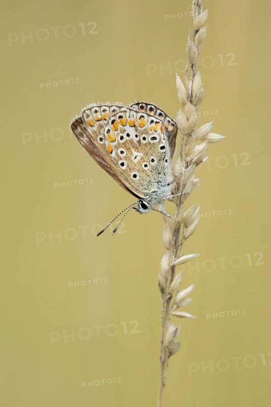 Common blue butterfly (Polyommatus icarus) adult insect resting on grass seedheads in summer, Suffolk, England, United Kingdom