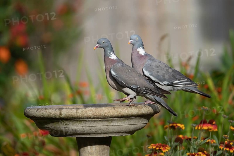 Wood pigeon (Columba palumbus) two adult birds on a garden bird bath, Suffolk, England, United Kingdom