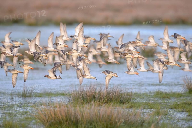 A flock of ruffs (Calidris pugnax, Syn.: Philomachus pugnax) flies close over the water, dynamic representation of wildness, Dümmer nature park Park, Lower Saxony, Germany