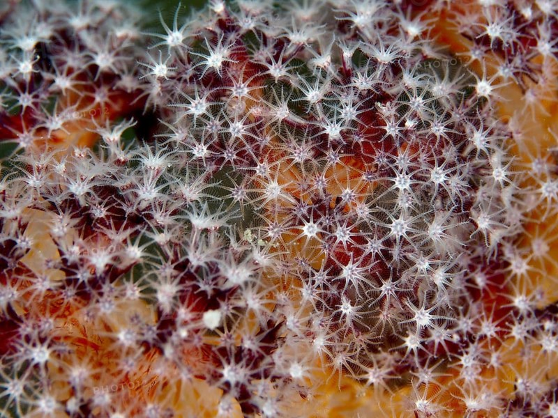 Close-up of tiny, star-shaped polyps clustered closely together, Red Fan Coral (Melithaea ochracea), Prapat dive site, Penyapangan, Bali, Indonesia