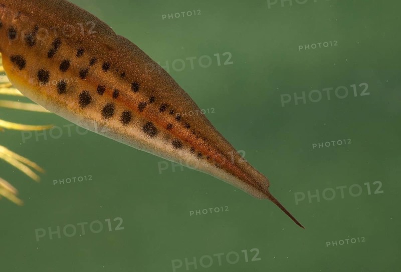 Threaded newt, Lissotriton helveticus, palmate newt, Triturus helveticus, amphibians, amphibians, caudata, amphibians, male, newt, tail, water newt