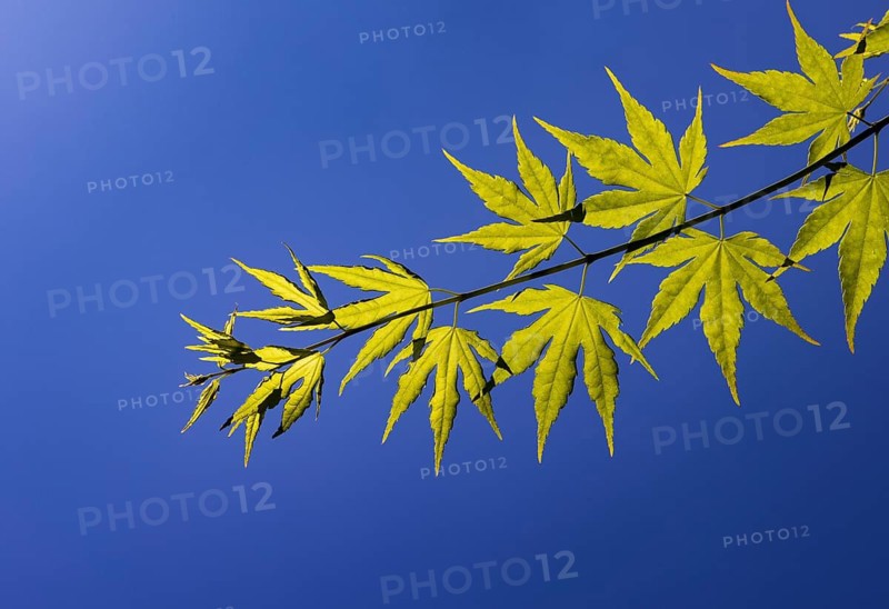 Fans maple with blue sky, Acer palmatum, ornamental wood, Austria