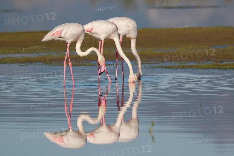 Greater Flamingo (Phoenicopterus roseus) group foraging in shallow water, Greece