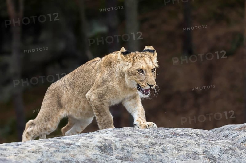 One female young lion (Panthera leo) running at a forest edge. Green vegetation in the background
