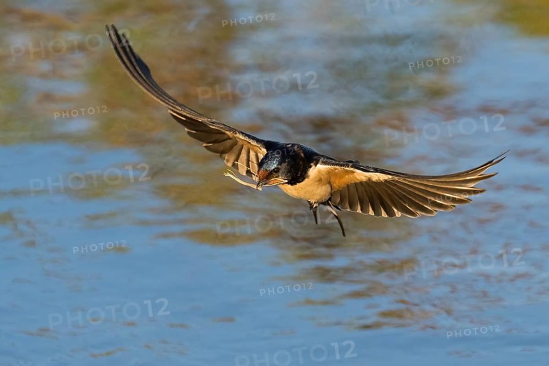 A Barn Swallow (Hirundo rustica) flies over the water, wings spread wide, with nesting material in its beak, Hesse, Germany