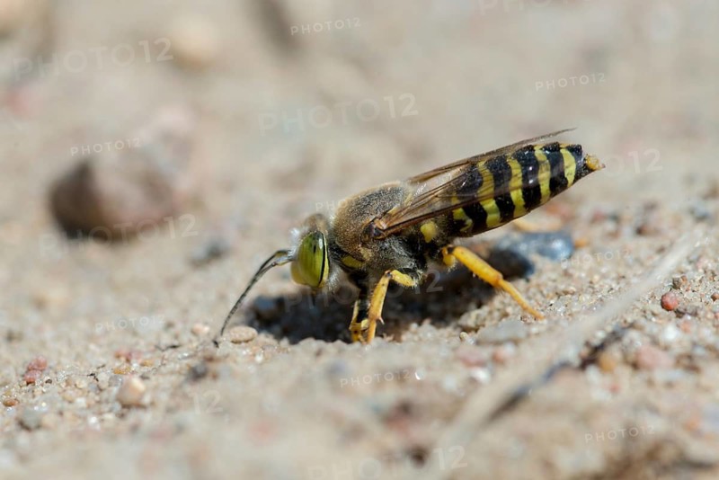 Bembix rostrata, common European sand wasp, crabroniade, hymenoptera, gyro wasp, digging wasps, insects, rostrates bembix wasp