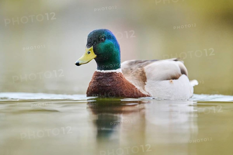 Wild duck (Anas platyrhynchos) male swimming on a lake, Bavaria, Germany