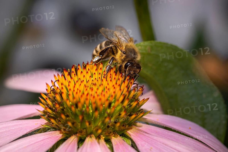 A bee (Apis) is perched on a pink echinacea flower, collecting nectar, Neunkirchen, Lower Austria, Austria