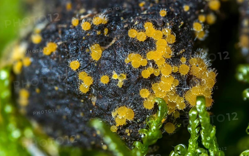 Ascobolus equinus, bristly vomit, Lasiobolus ciliatus, Lasiobolus equinus, Lasiobolus papillatus, Lasiobolus pilosus, deer droppings, fungi, fungi, mushrooms