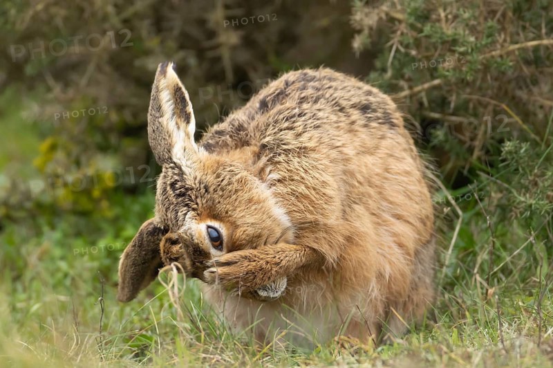 European brown hare (Lepus europaeus) adult animal washing its face in grassland, England, United Kingdom