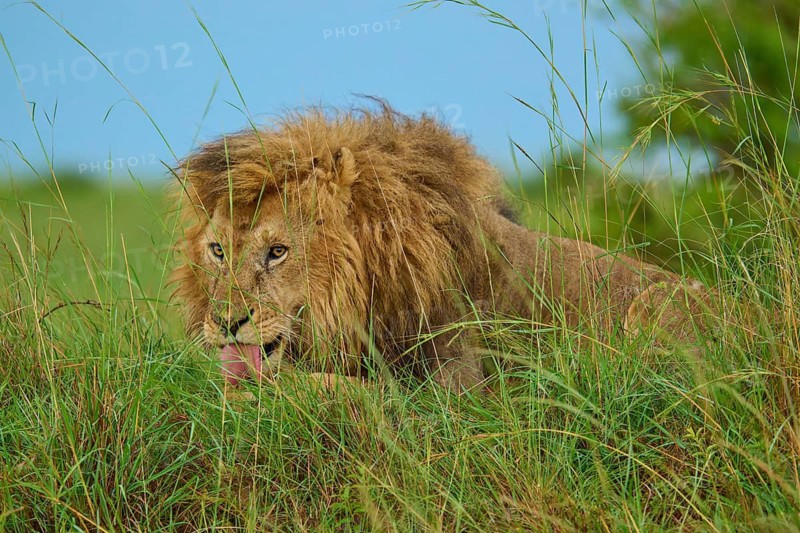 A lion hidden in the tall grass on a safari, licking its lips, lion (Panthera leo), Masai Mara National Reserve, Narok County, Kenya