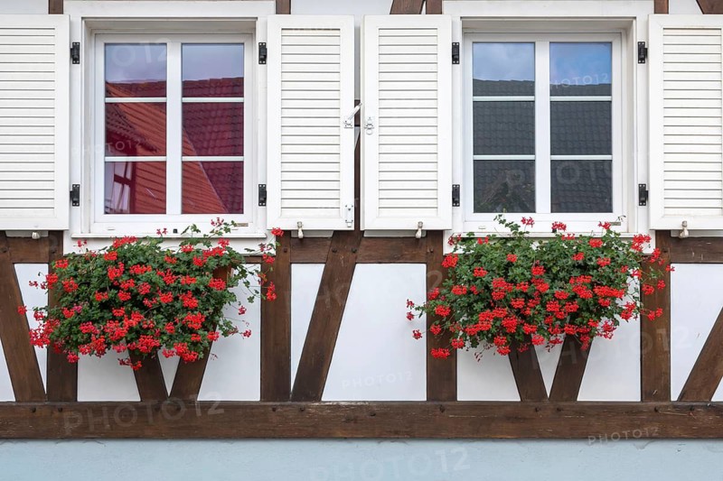 Half-timbered house wall with shutters and blooming red geraniums in flower boxes, Alsace, France