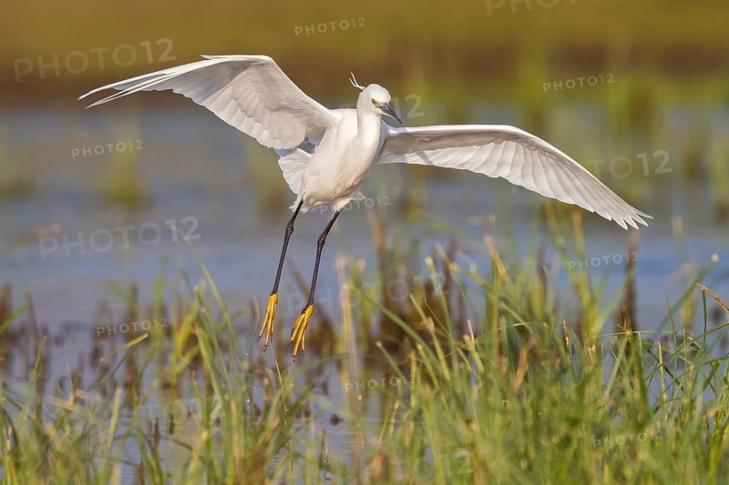 Little Egret foraging, (Egretta garzetta) Lesvos, Greece