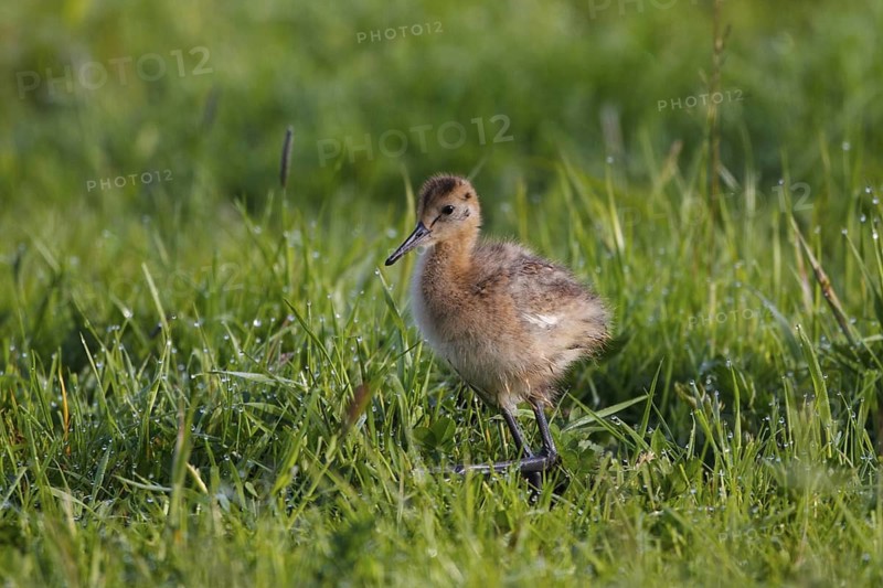 Black-tailed Godwit (Limosa limosa) juvenile, Netherlands